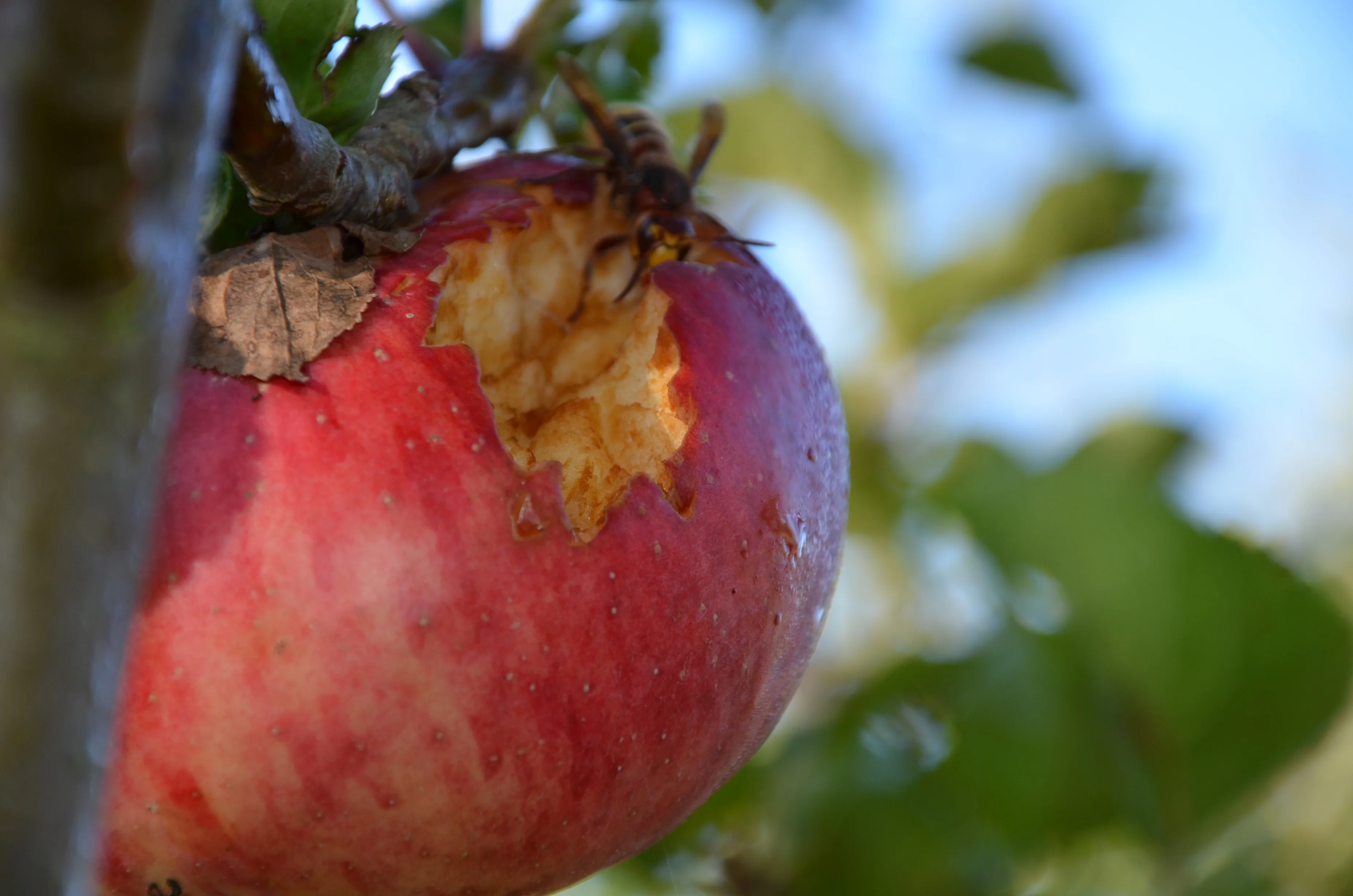 Apfel mit Hornisse